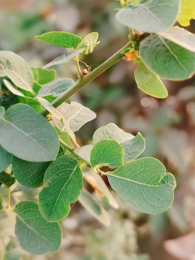 yeşil yapraklar, bitkiler ve yapraklar