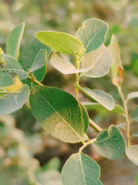 Güzel botanik fotoğrafı, doğal duvar kağıdı.