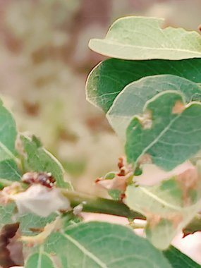 Bahçede yeşil yapraklar