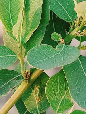 Güzel bir yaprak arkaplanının yakın çekimi