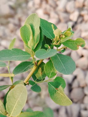 Ağaçtaki yeşil yapraklar