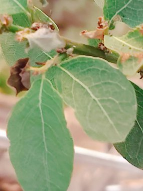 Güzel botanik fotoğrafı, doğal duvar kağıdı.