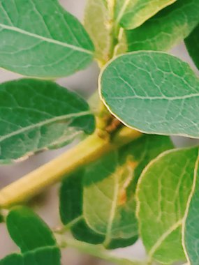 Yaprakların yakın çekimi, doğa arkaplanı.