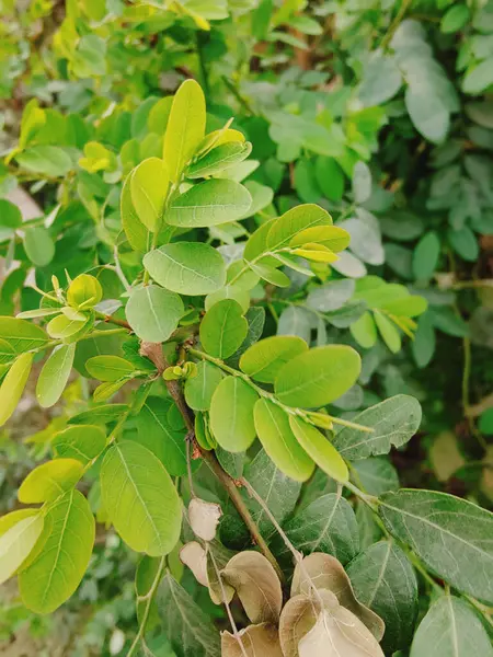 Ağaçtaki yeşil yapraklar