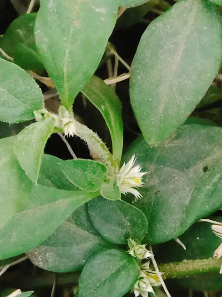 Yeşil yapraklar, bitki yaprakları.