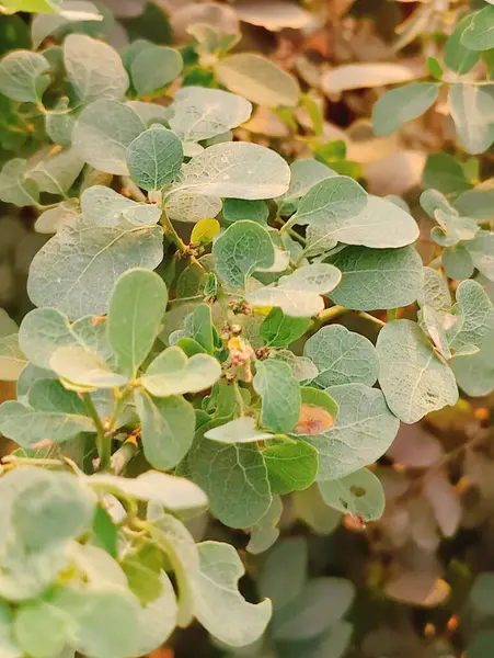 Bir çalılığın dallarındaki yeşil yaprakların yakın plan çekimi.