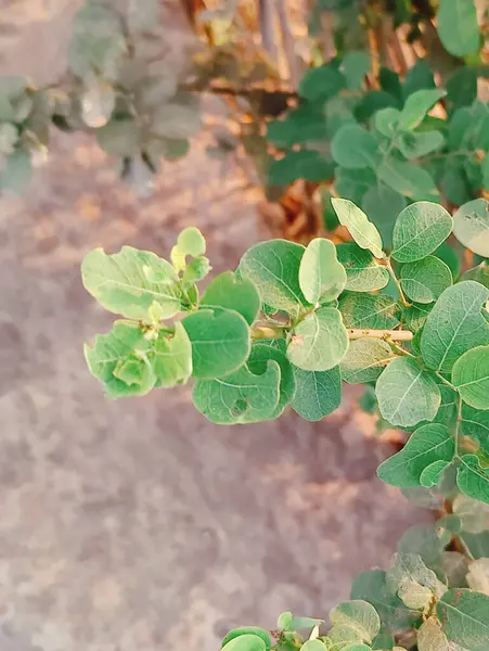 Bahçede yeşil yapraklar