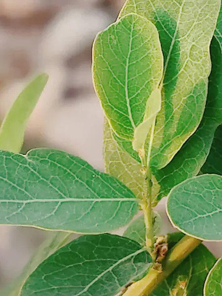 Bahçede yeşil yapraklar