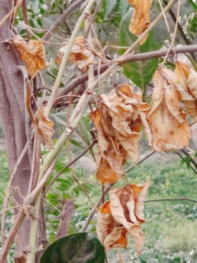 Yeşil bir yaprağa yaklaş