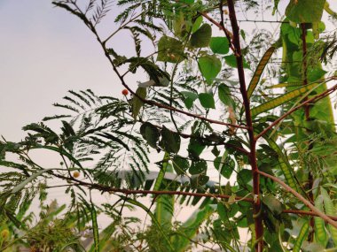 Bahçede yeşil yaprak