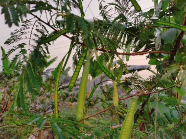 Bahçede yeşil yapraklar