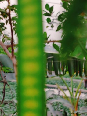 Bahçedeki yeşil bitki