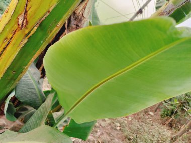 Güzel botanik fotoğrafı, doğal duvar kağıdı.