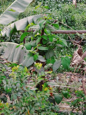 Ağaçta oturan maymun.