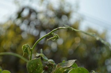 Bahçede yeşil yapraklar