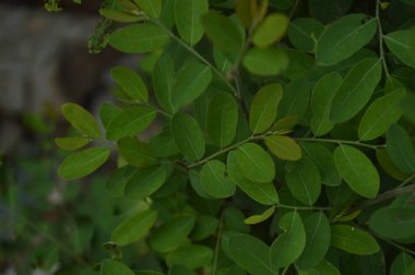 yeşil yaprakları ve dalları üzerinde