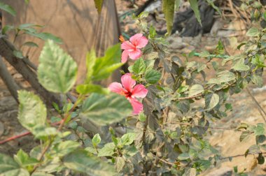 Doğa bahçesinde kırmızı gül