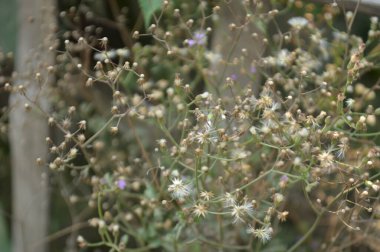 Doğadaki çiçek 2016 'da