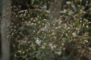 Bahçedeki güzel çiçekler