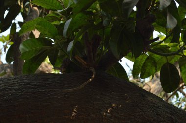 Ormanda yeşil yapraklar