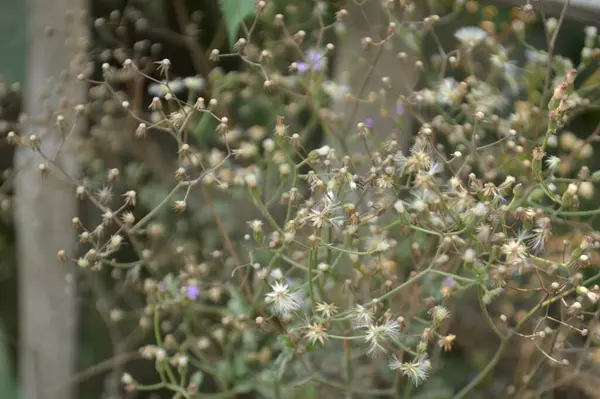 Doğadaki çiçek 2016 'da