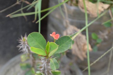 Güneş ışığıyla aydınlatılan parlak yeşil yapraklar, doğanın ayrıntılarını ve yeşilliğini yakalıyor, tazeliği, büyümeyi ve doğal zemini resmediyor..