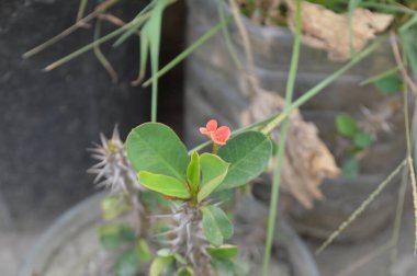 Keskin dikenler ve doğadaki yumuşak yeşilliğin kontrastını vurgulayan, canlı yeşil yapraklarla sarmalanmış, ayrıntılı bir yakın çekim görüntüsü sergilenen dikenli bitki sapları.