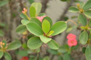 Yeşil yapraklarla çevrili parlak pembe çiçeklerin yakın plan görüntüsü net bir şekilde bulanık arka plana karşı, doğal güzelliği, tazeliği ve dingin ambiyansı yansıtıyor..