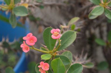 Yeşil yapraklarla çevrili parlak pembe çiçeklerin yakın plan görüntüsü net bir şekilde bulanık arka plana karşı, doğal güzelliği, tazeliği ve dingin ambiyansı yansıtıyor..