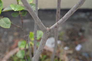 Güneş ışığıyla aydınlatılan parlak yeşil yapraklar, doğanın ayrıntılarını ve yeşilliğini yakalıyor, tazeliği, büyümeyi ve doğal zemini resmediyor..