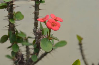 Yeşil yapraklarla çevrili parlak pembe çiçeklerin yakın plan görüntüsü net bir şekilde bulanık arka plana karşı, doğal güzelliği, tazeliği ve dingin ambiyansı yansıtıyor..