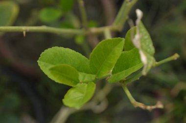 Güneş ışığıyla aydınlatılan parlak yeşil yapraklar, doğanın ayrıntılarını ve yeşilliğini yakalıyor, tazeliği, büyümeyi ve doğal zemini resmediyor..