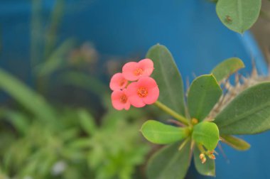 Keskin dikenler ve doğadaki yumuşak yeşilliğin kontrastını vurgulayan, canlı yeşil yapraklarla sarmalanmış, ayrıntılı bir yakın çekim görüntüsü sergilenen dikenli bitki sapları.