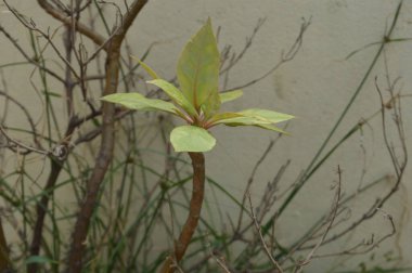 Güneş ışığıyla aydınlatılan parlak yeşil yapraklar, doğanın ayrıntılarını ve yeşilliğini yakalıyor, tazeliği, büyümeyi ve doğal zemini resmediyor..