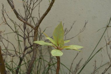 Güneş ışığıyla aydınlatılan parlak yeşil yapraklar, doğanın ayrıntılarını ve yeşilliğini yakalıyor, tazeliği, büyümeyi ve doğal zemini resmediyor..