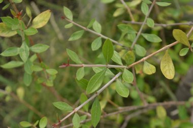 Güneş ışığıyla aydınlatılan parlak yeşil yapraklar, doğanın ayrıntılarını ve yeşilliğini yakalıyor, tazeliği, büyümeyi ve doğal zemini resmediyor..