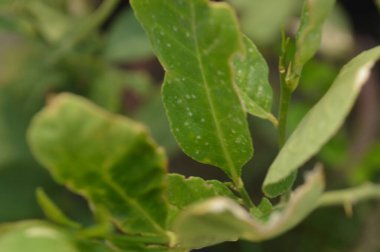 Güneş ışığıyla aydınlatılan parlak yeşil yapraklar, doğanın ayrıntılarını ve yeşilliğini yakalıyor, tazeliği, büyümeyi ve doğal zemini resmediyor..