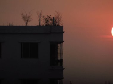 Şehrin çatısında feneri olan bir ağacın silueti.