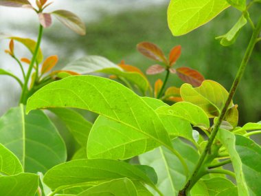 Parlak yeşil moringa yaprakları, doğal ışık altında tropikal ağaçlarla çevrili olarak detaylıca ele geçirildi. Bu dingin ve organik görüntü eko-arkadaşlığı, doğanın güzelliğini ve tropikal bahçe kavramlarını somutlaştırıyor..