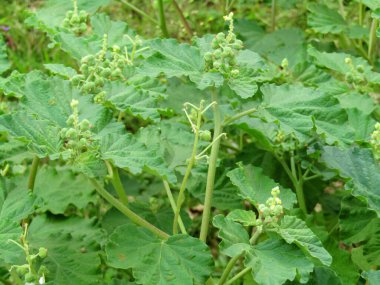 Parlak yeşil moringa yaprakları, doğal ışık altında tropikal ağaçlarla çevrili olarak detaylıca ele geçirildi. Bu dingin ve organik görüntü eko-arkadaşlığı, doğanın güzelliğini ve tropikal bahçe kavramlarını somutlaştırıyor..