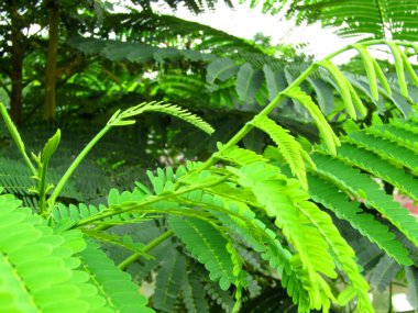 Parlak yeşil moringa yaprakları, doğal ışık altında tropikal ağaçlarla çevrili olarak detaylıca ele geçirildi. Bu dingin ve organik görüntü eko-arkadaşlığı, doğanın güzelliğini ve tropikal bahçe kavramlarını somutlaştırıyor..
