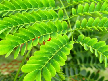 Parlak yeşil moringa yaprakları, doğal ışık altında tropikal ağaçlarla çevrili olarak detaylıca ele geçirildi. Bu dingin ve organik görüntü eko-arkadaşlığı, doğanın güzelliğini ve tropikal bahçe kavramlarını somutlaştırıyor..