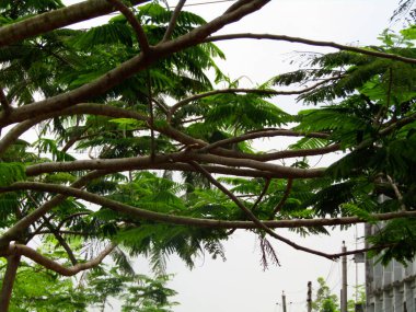 Mavi gökyüzü olan palmiye ağacı