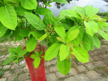 Bitkinin yeşil yaprakları tencerede