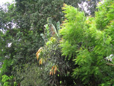 Tayland 'daki Koh Samui adasının tropikal ağacı..