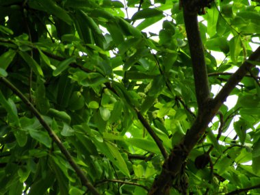 bir ağacın yeşil yaprakları