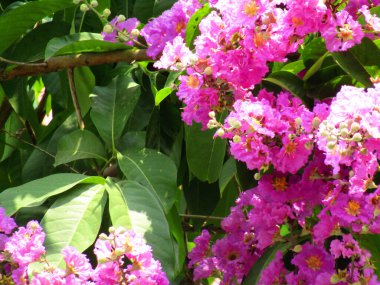 Bahçedeki güzel çiçekler