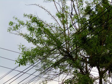 Yeşil ağaçtaki elektrik hatları.