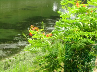 Güzel göl manzarası