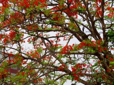 Bereketli yeşil yapraklarla çevrili canlı çiçekler, güneş ışığı altında doğanın canlılığını ve güzelliğini yansıtıyor, doğa ve bitki temalı kullanımlar için ideal..